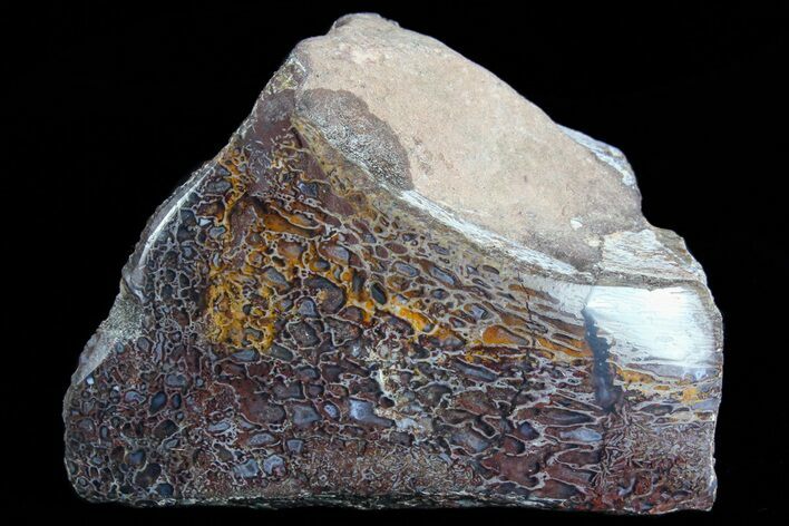 Polished Dinosaur Bone (Gembone) Section - Colorado #72999